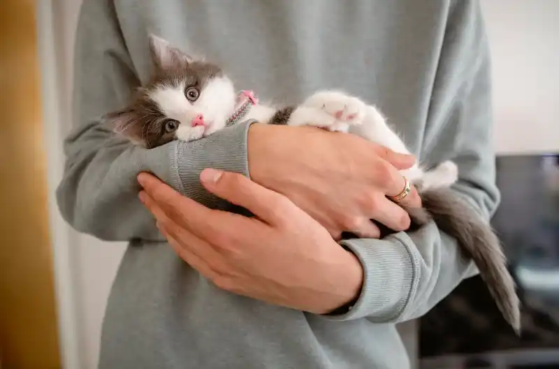 Hvordan får man en god start med en ny kat?