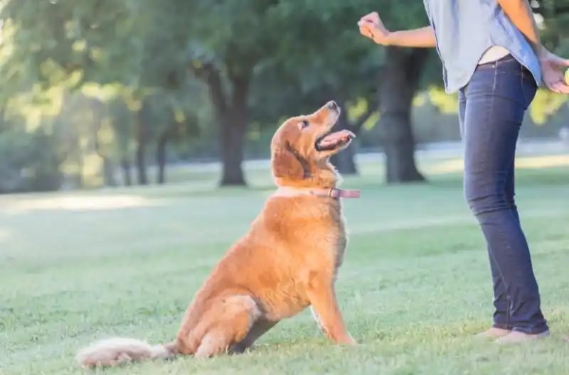 Hvordan træner man bedst sin hund?