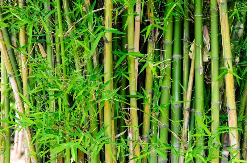 Hvad koster det at få fjernet bambus?