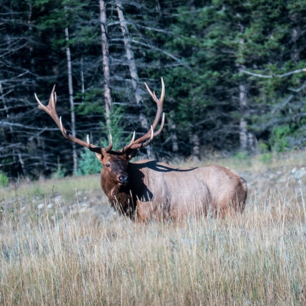 comment.user?.profileImg