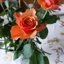 comment.user?.profileImg