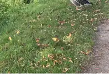 Opgaveejer for løst opgaver online