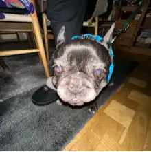 comment.user?.profileImg