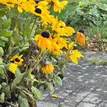 comment.user?.profileImg