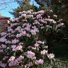 comment.user?.profileImg