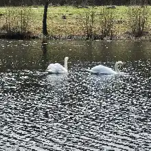 Opgaveejer for løst opgaver online