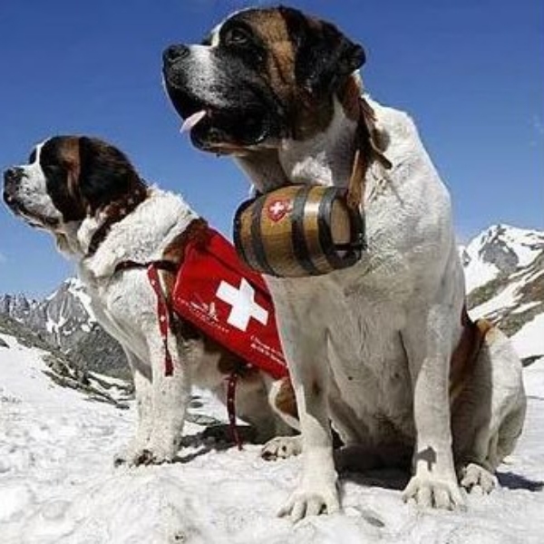 Opgaveejer for løst opgaver online