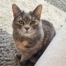 comment.user?.profileImg