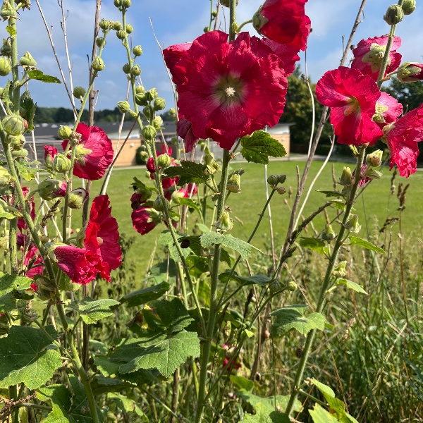 Opgaveejer for løst opgaver online