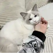 comment.user?.profileImg