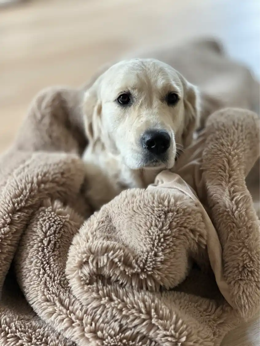 Opgaveejer for løst opgaver online