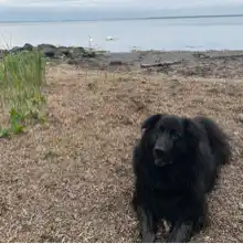 comment.user?.profileImg