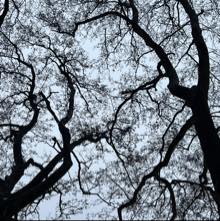 comment.user?.profileImg