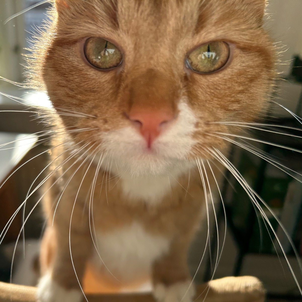 comment.user?.profileImg