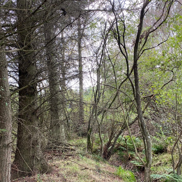 comment.user?.profileImg