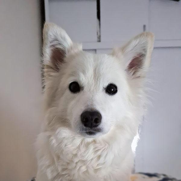 comment.user?.profileImg