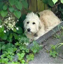 comment.user?.profileImg