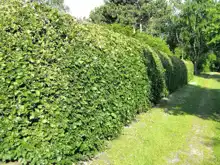 Opgaveejer for løst opgaver online