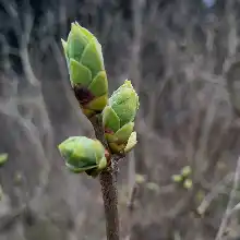 comment.user?.profileImg