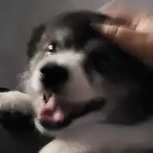 comment.user?.profileImg