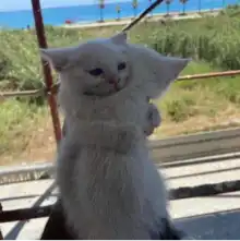 comment.user?.profileImg