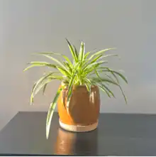 comment.user?.profileImg