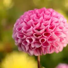 comment.user?.profileImg