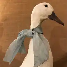 comment.user?.profileImg