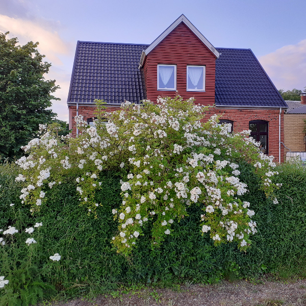 comment.user?.profileImg