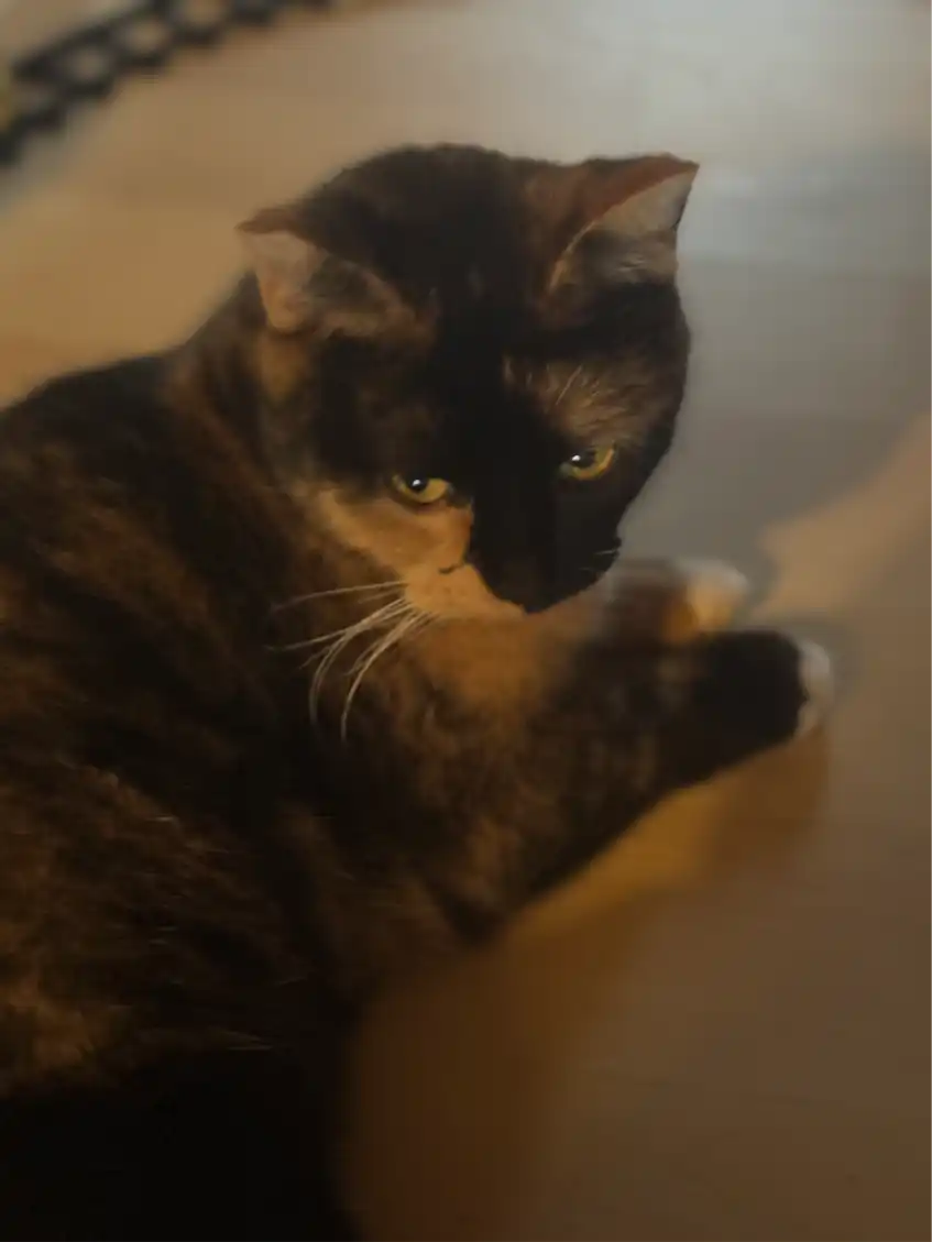 Opgaveejer for løst opgaver online