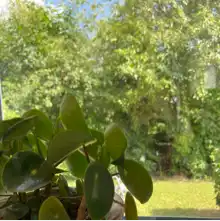 comment.user?.profileImg