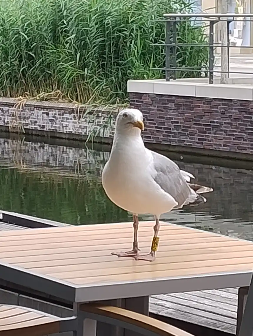 Opgaveejer for løst opgaver online