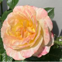 Opgaveejer for løst opgaver online