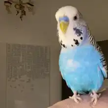 comment.user?.profileImg