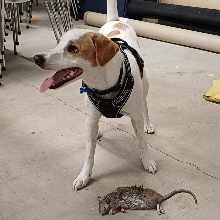 Opgaveejer for løst opgaver online