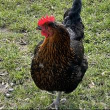 comment.user?.profileImg