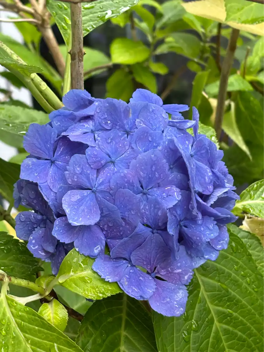 comment.user?.profileImg