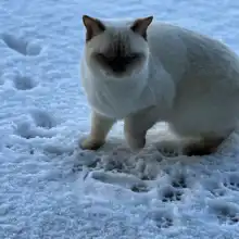 Opgaveejer for løst opgaver online