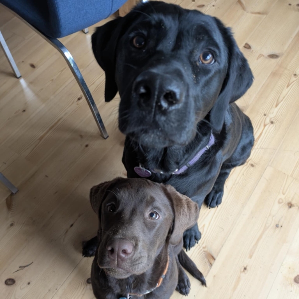 comment.user?.profileImg