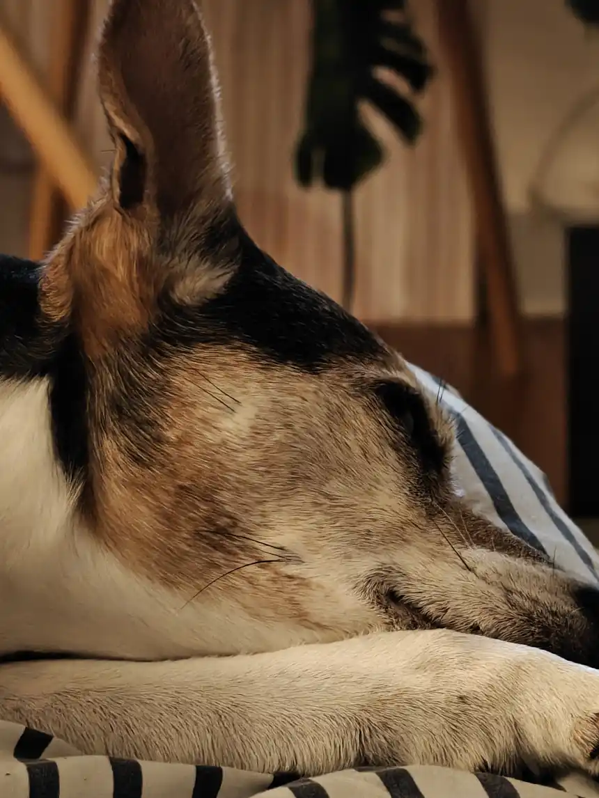 Opgaveejer for løst opgaver online